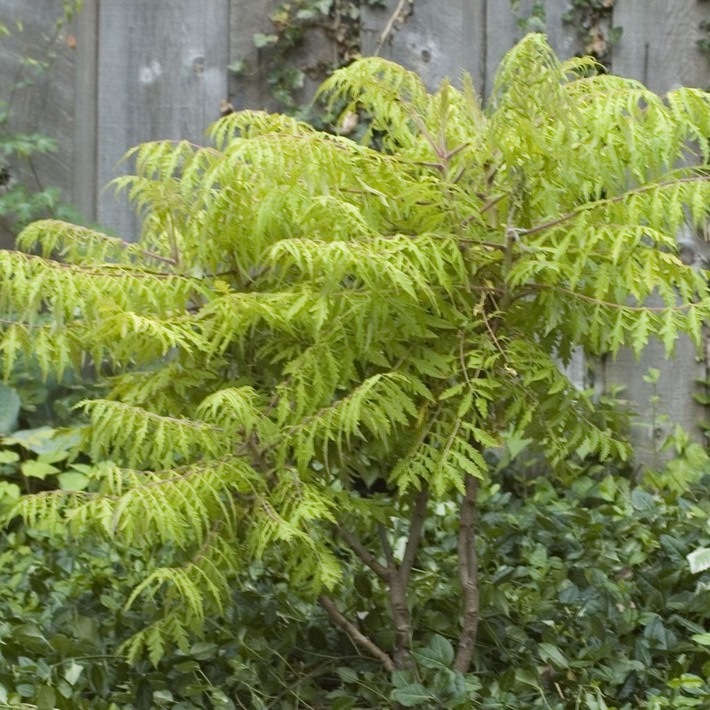 Rhus typhina Tiger Eyes - Stag's Horn Sumach
