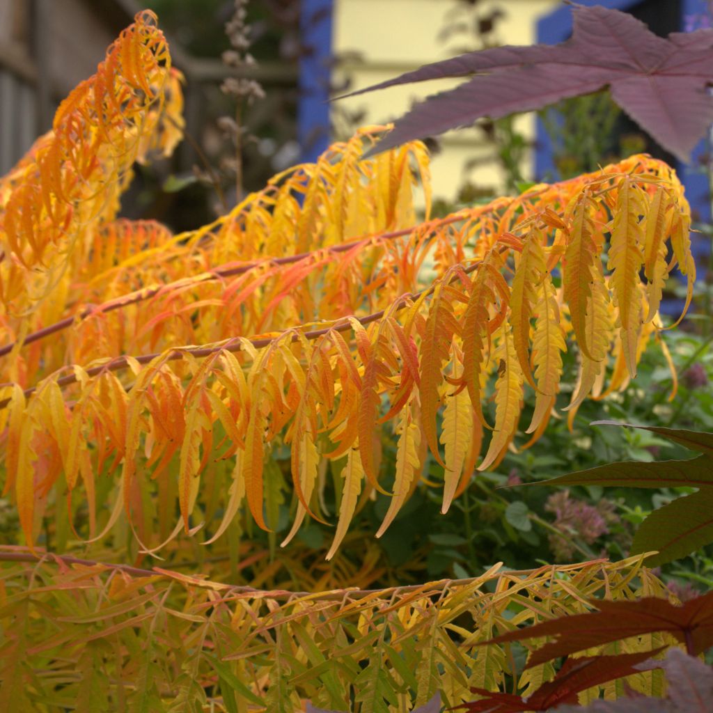 Rhus typhina Tiger Eyes - Stag's Horn Sumach