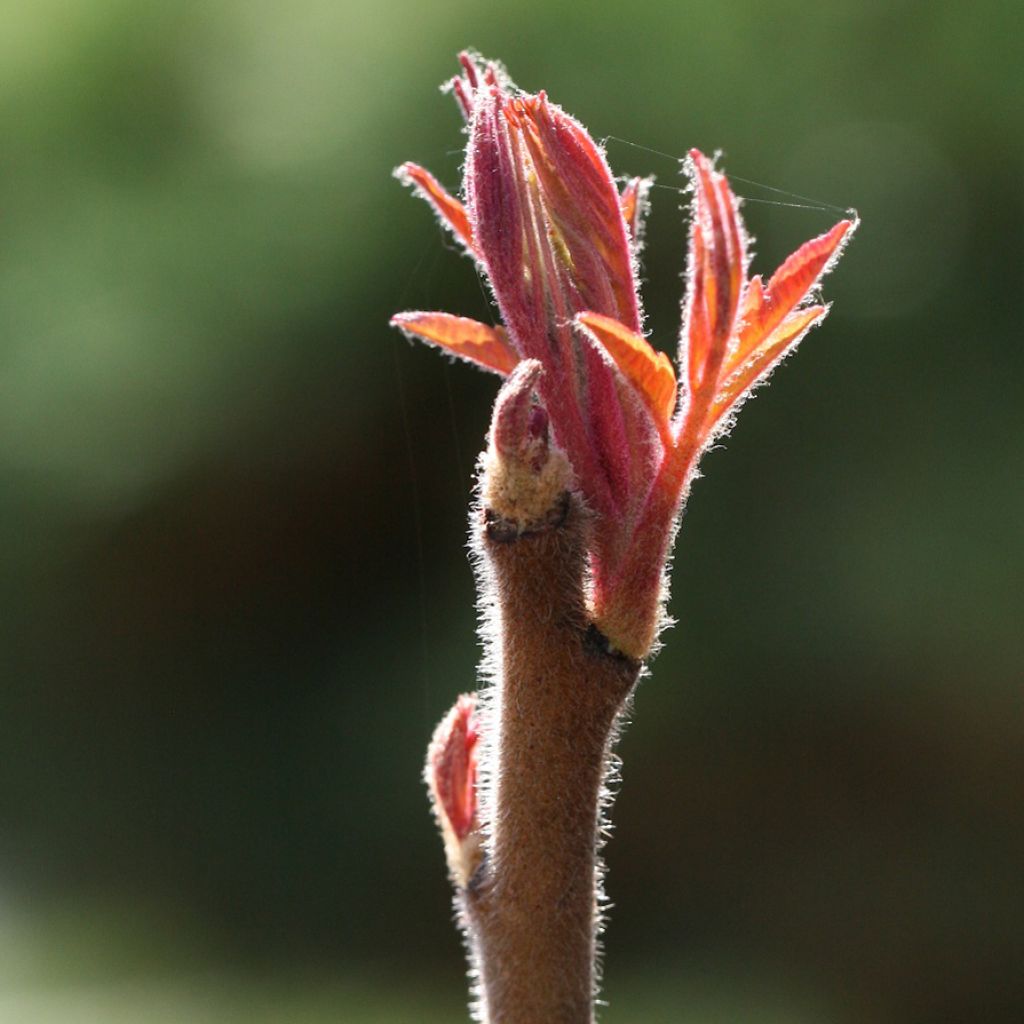 Rhus typhina Tiger Eyes - Stag's Horn Sumach