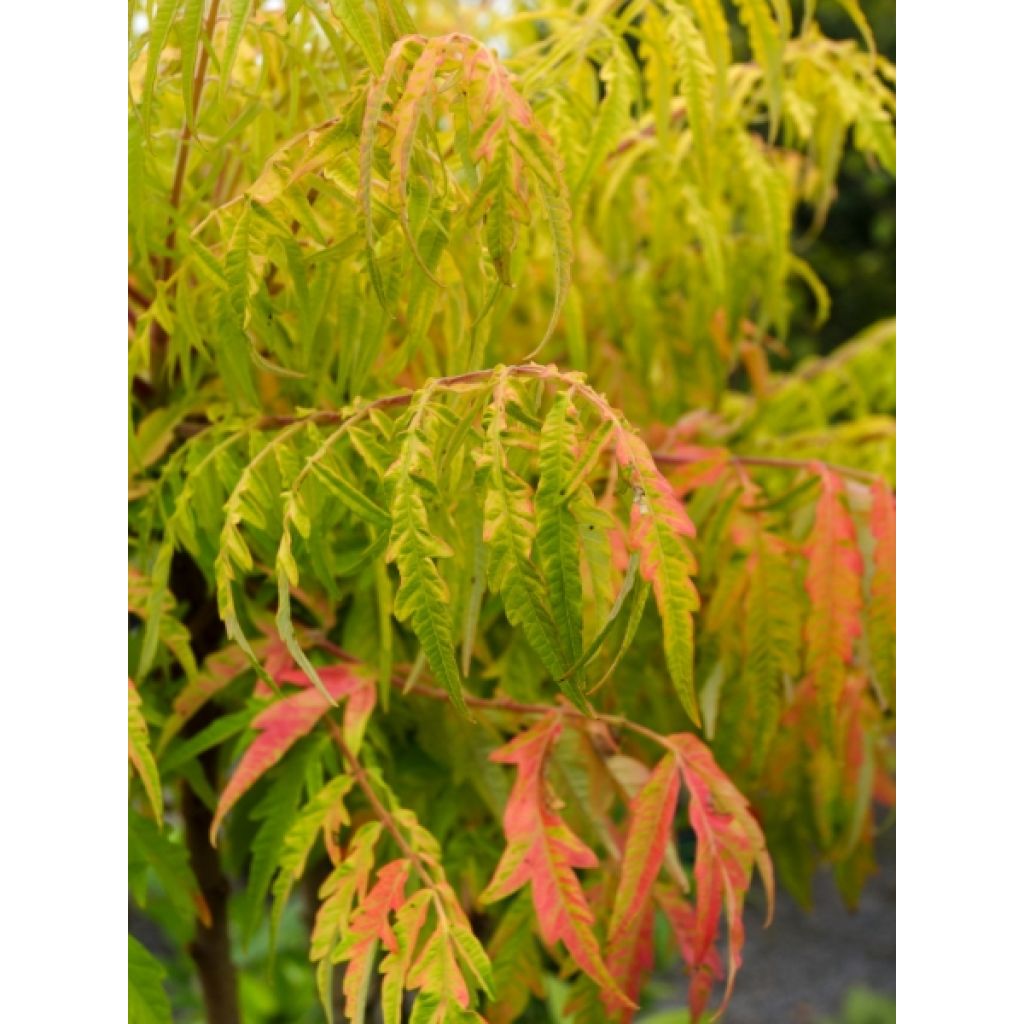 Rhus typhina Tiger Eyes - Stag's Horn Sumach