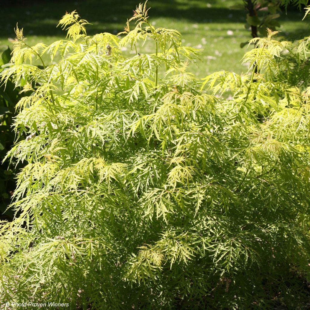 Sambucus racemosa Lemony Lace - European Red Elder