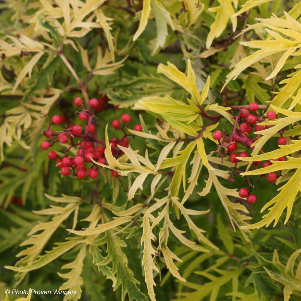 Sambucus racemosa Lemony Lace - European Red Elder