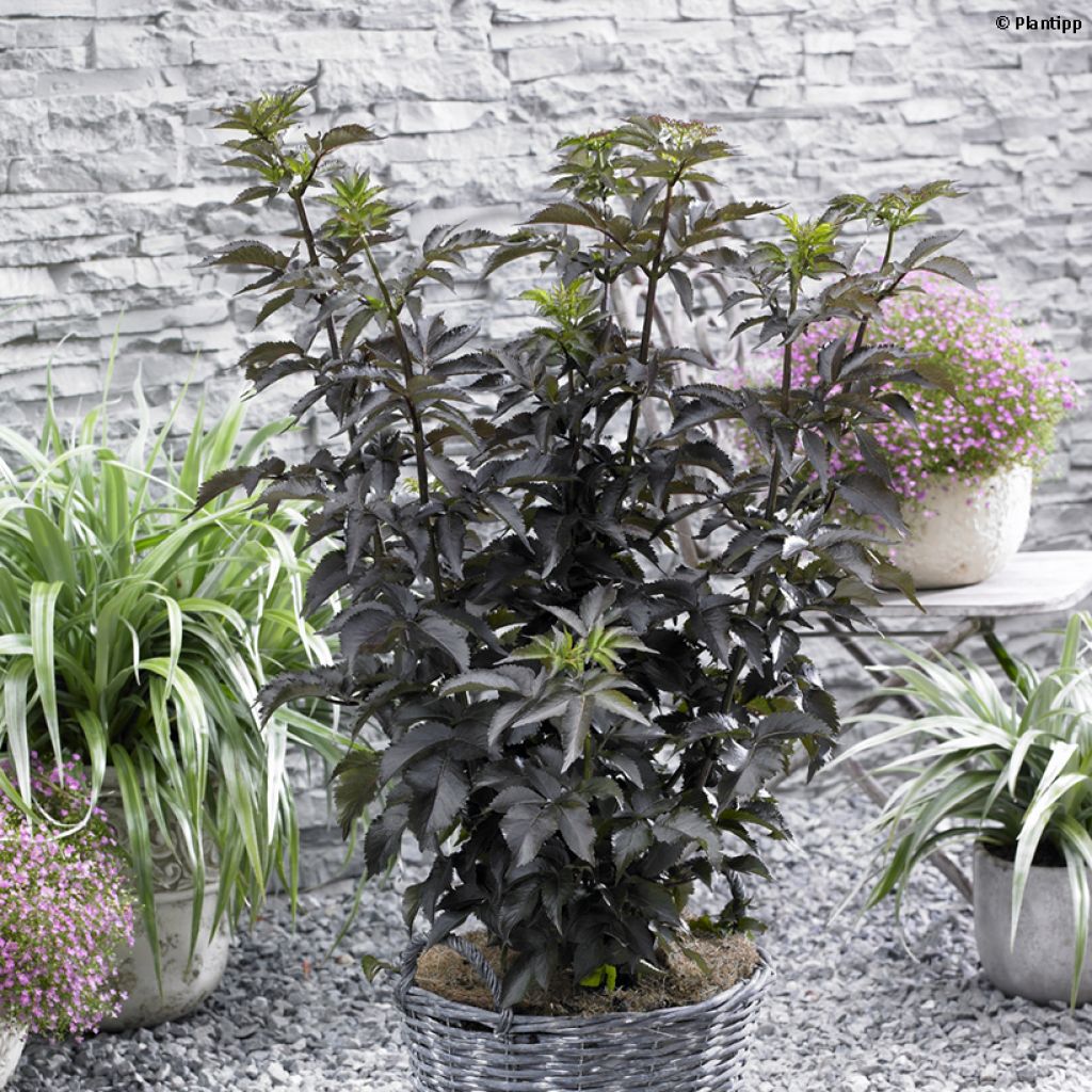 Sambucus nigra Black Tower - Black Elder