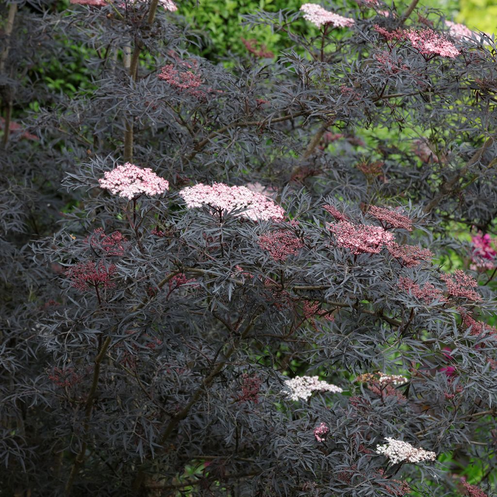 Sambucus nigra Black Lace - Black Elder