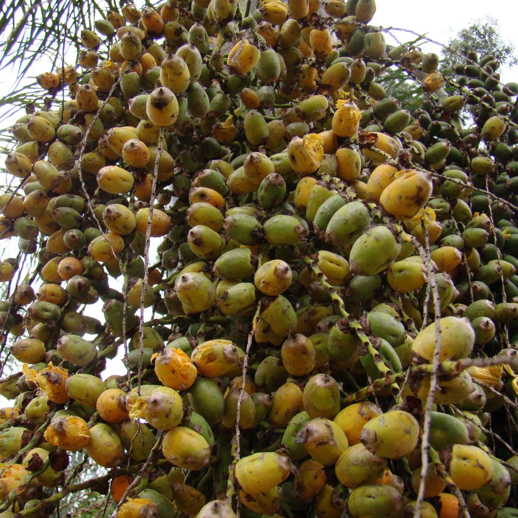 Syagrus romanzoffiana - Queen Palm