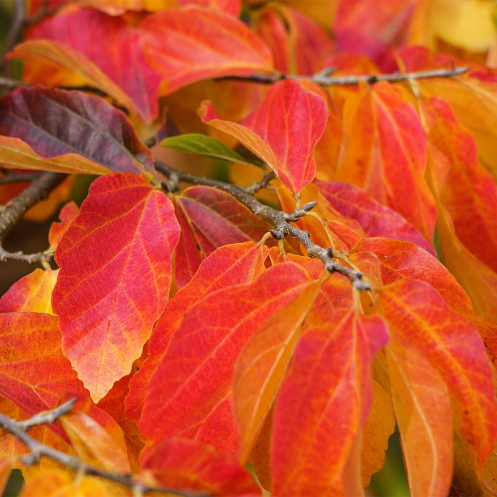 Sycoparrotia semidecidua Purple Haze