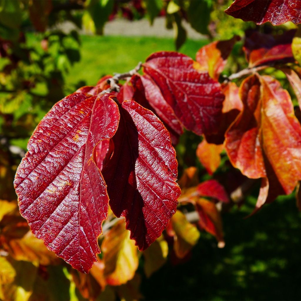 Sycoparrotia semidecidua Purple Haze