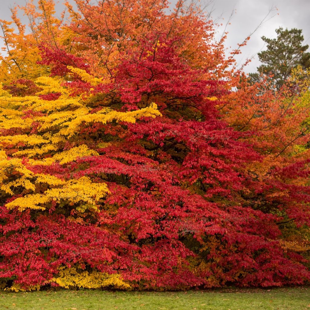 Sycoparrotia semidecidua Purple Haze