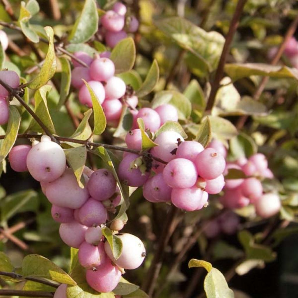 Symphoricarpos doorenbosii Amethyst