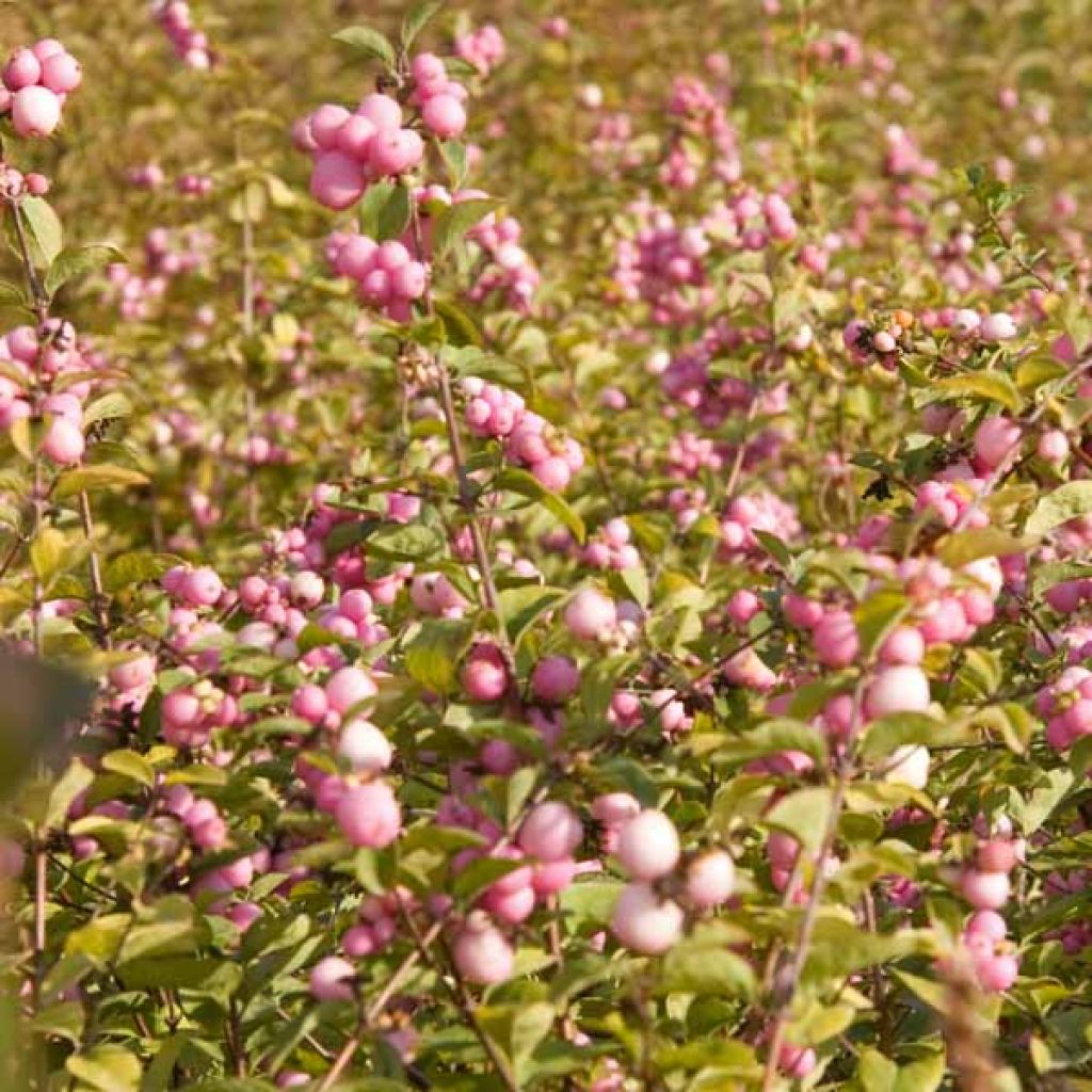 Symphoricarpos doorenbosii Amethyst