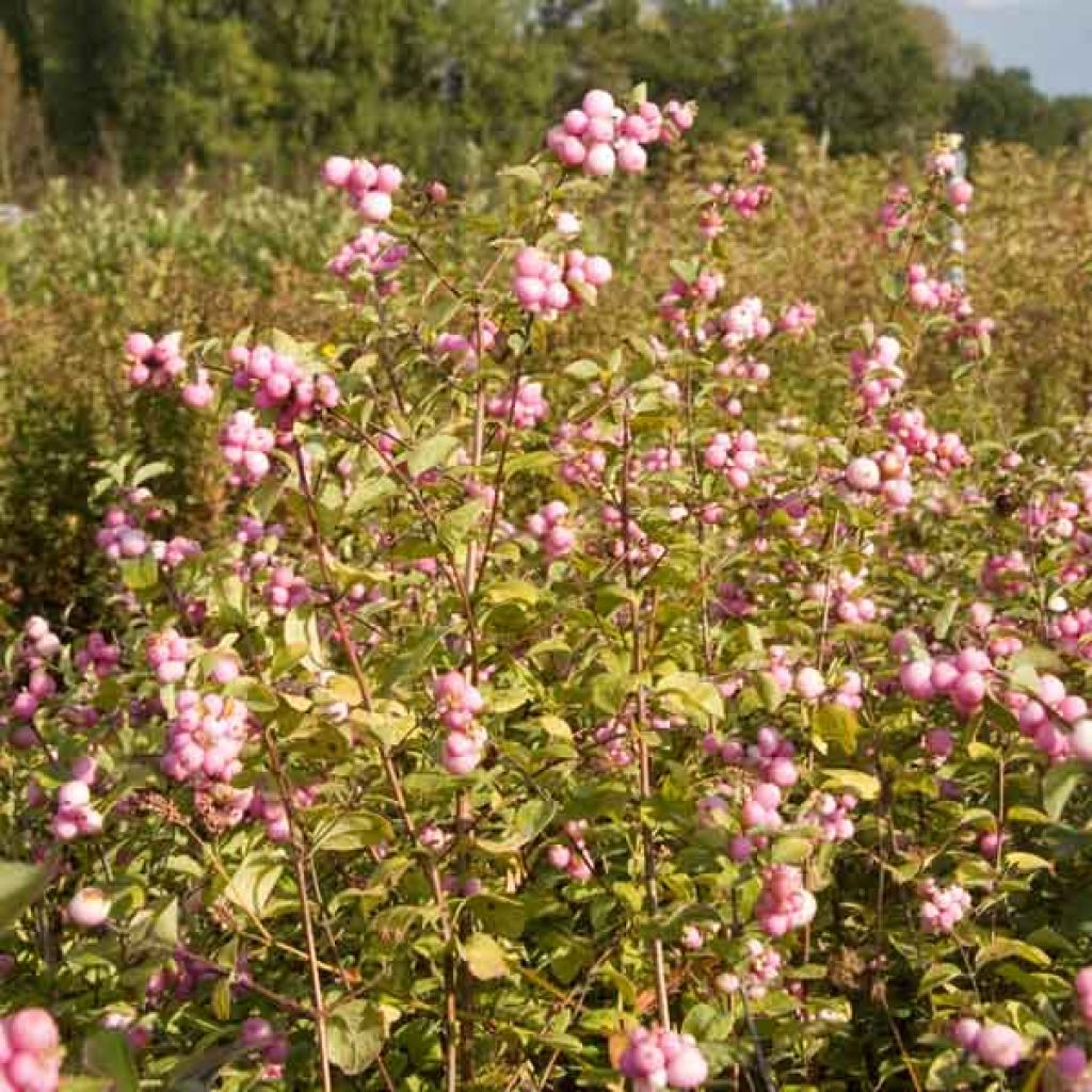 Symphoricarpos doorenbosii Amethyst