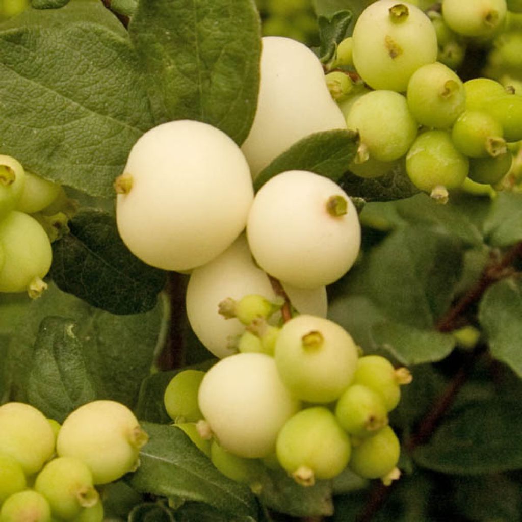 Symphoricarpos doorenboosii White Hedge