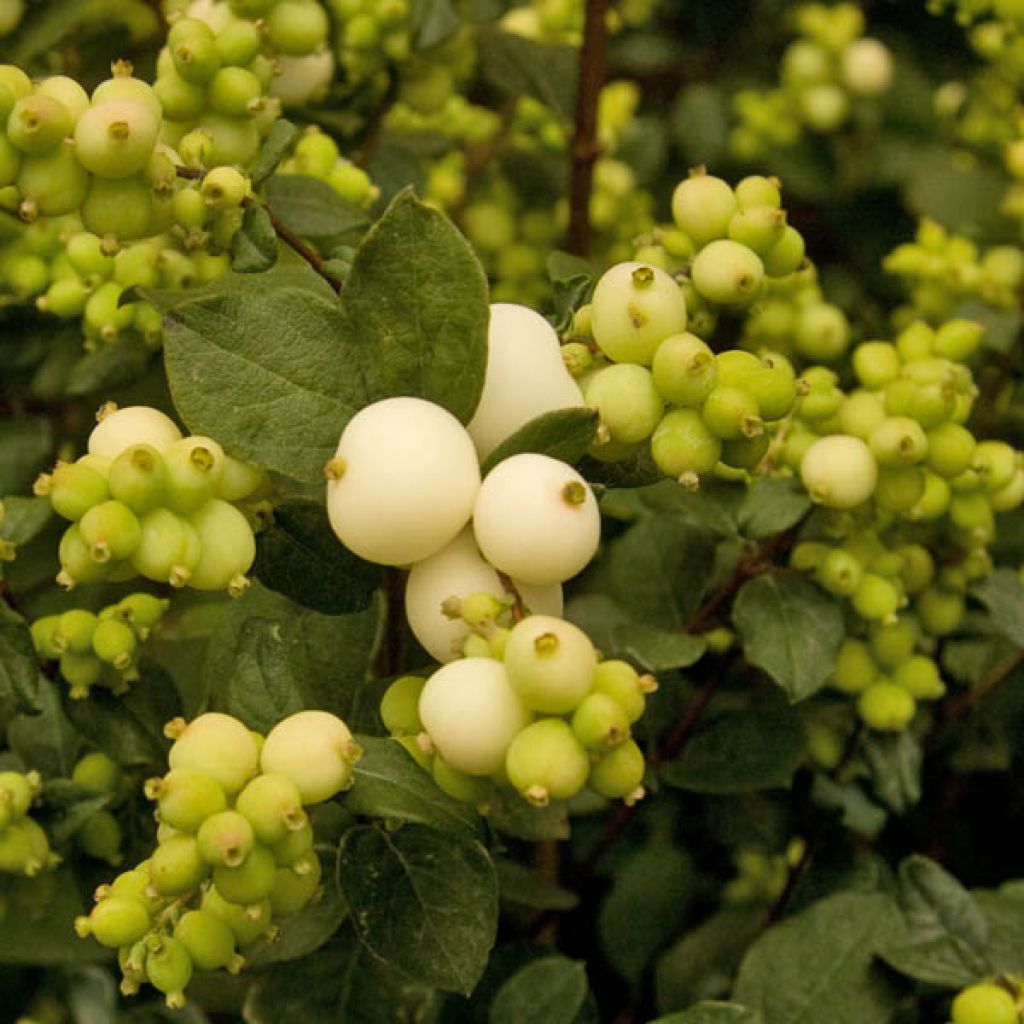 Symphoricarpos doorenboosii White Hedge