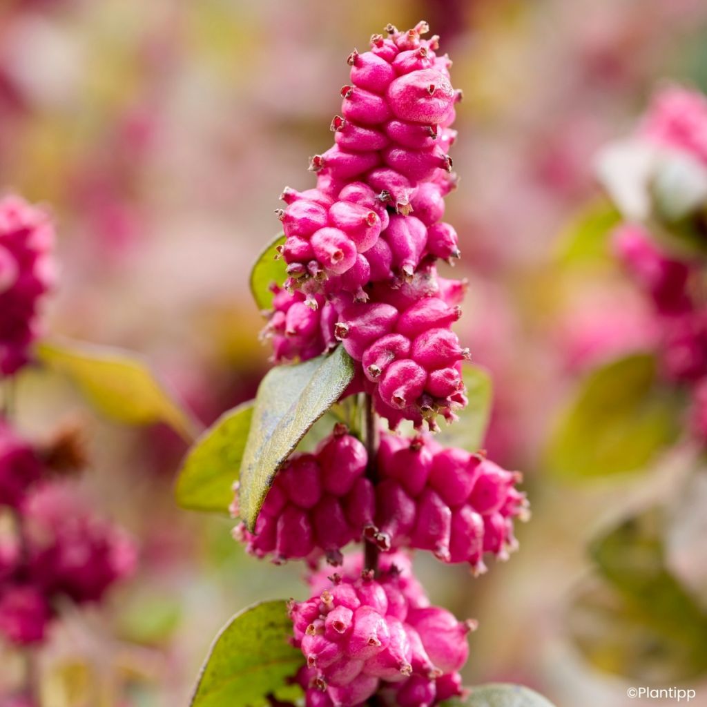 Symphoricarpos Little Berry