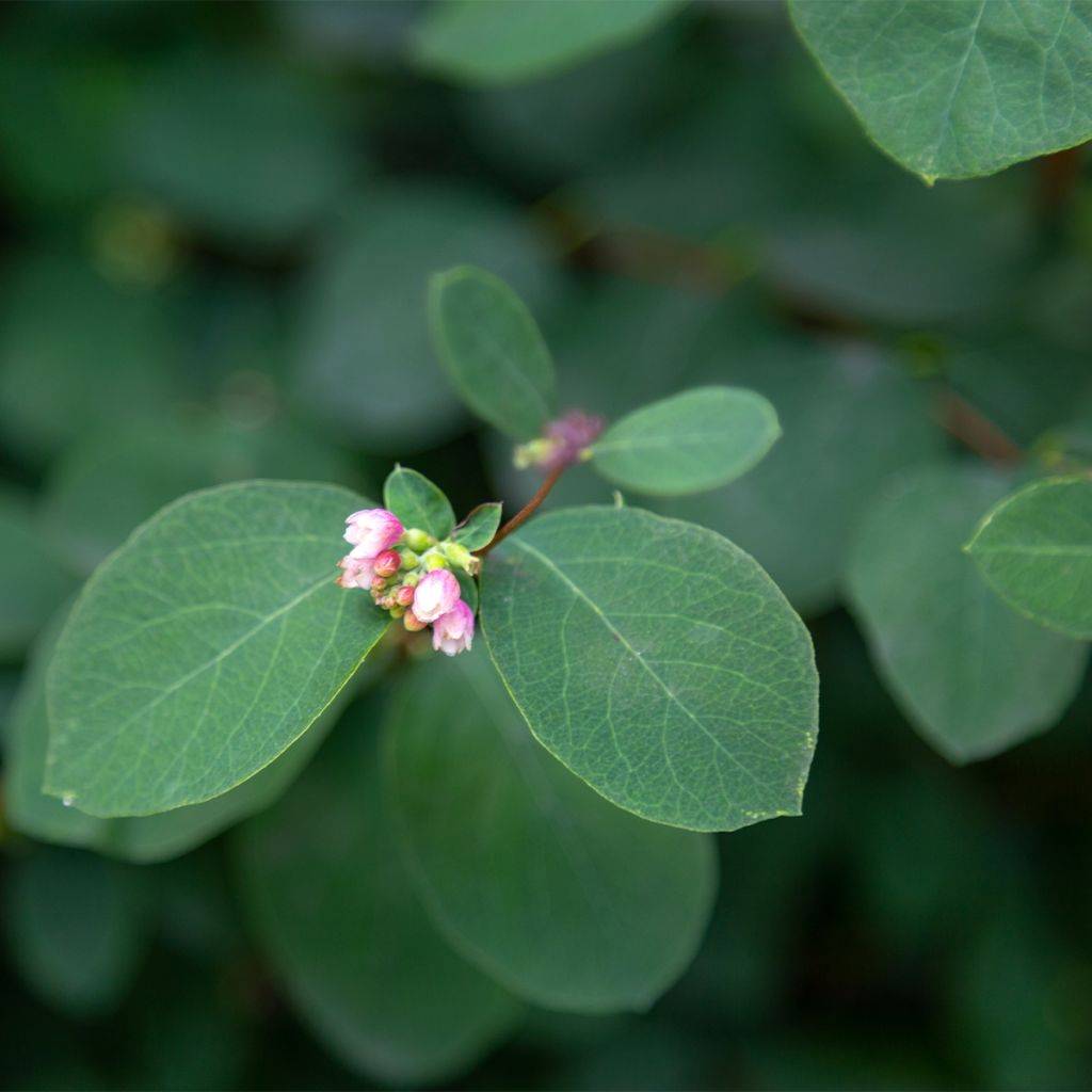 Symphoricarpos Arvid
