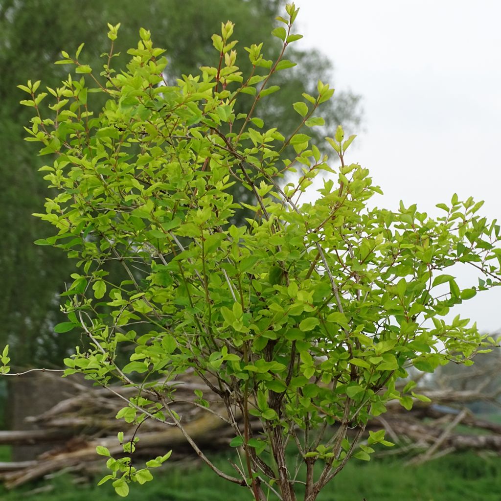 Symphoricarpos doorenbosii Amethyst
