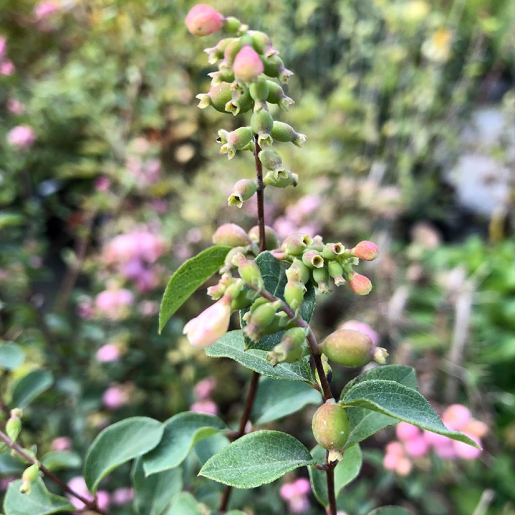 Symphoricarpos doorenbosii Amethyst