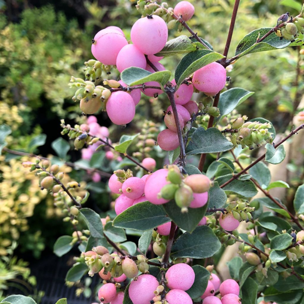 Symphoricarpos doorenbosii Amethyst