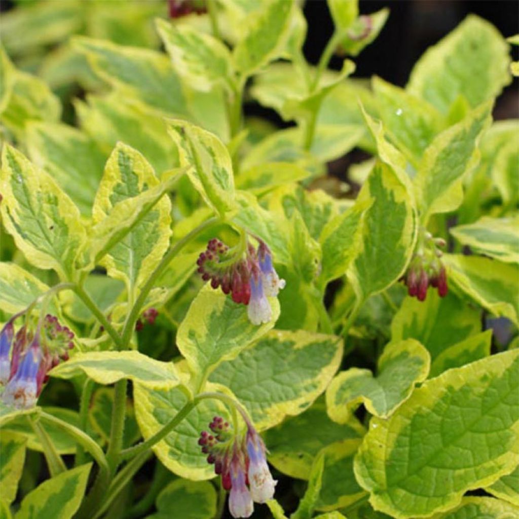 Symphytum Goldsmith - Comfrey