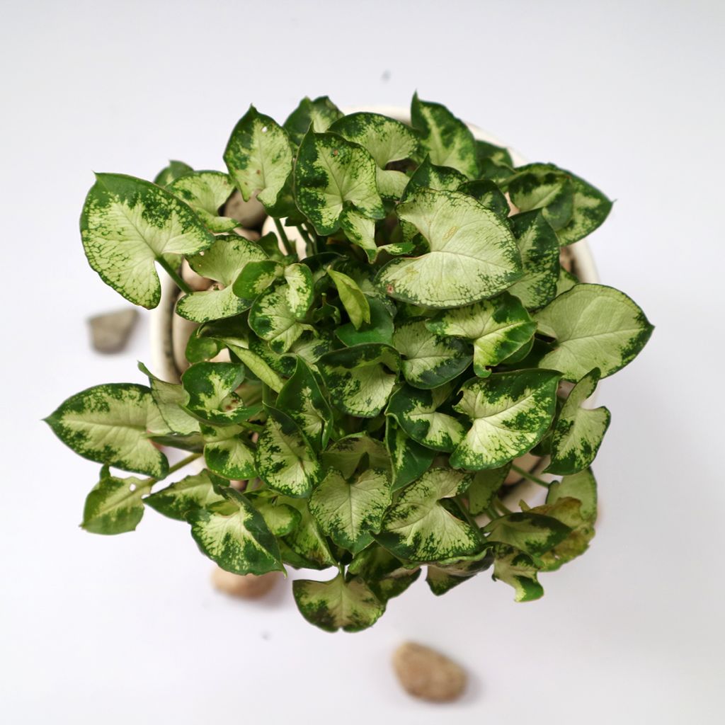 Syngonium podophyllum Pixie - Arrowhead vine