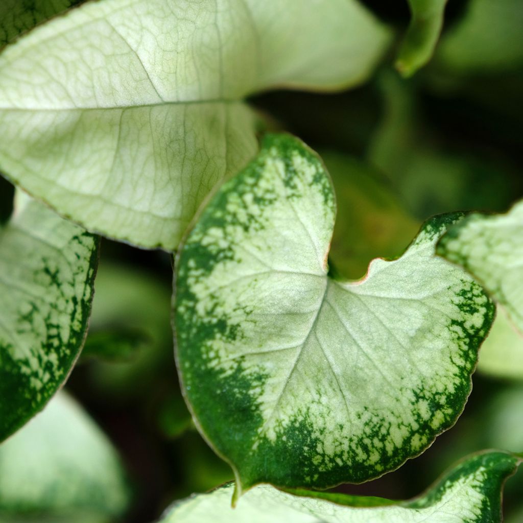 Syngonium podophyllum Pixie - Arrowhead vine