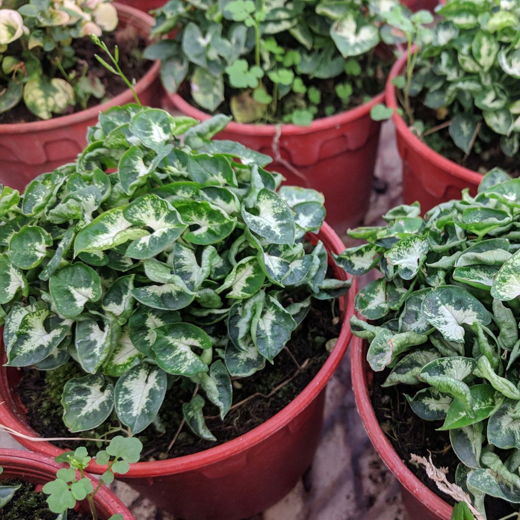 Syngonium podophyllum Pixie - Arrowhead vine