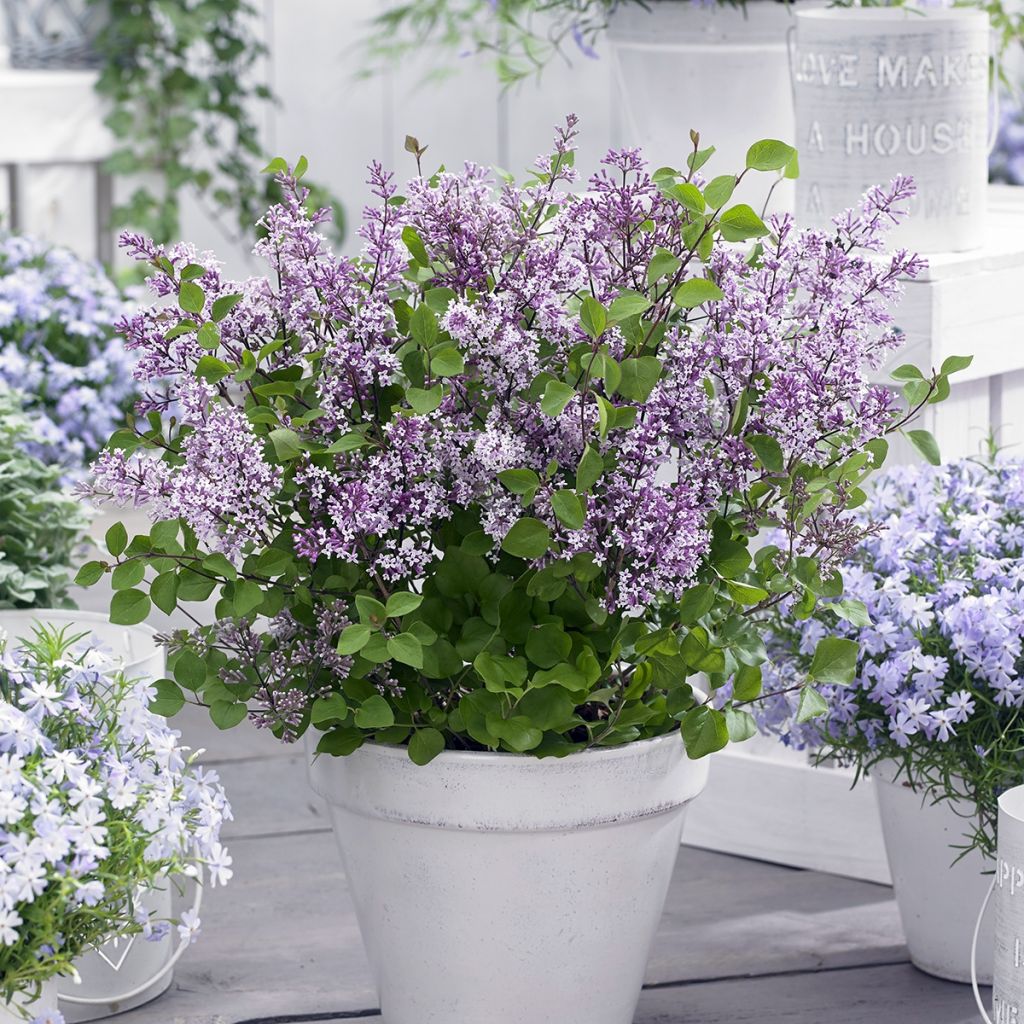 Syringa meyeri Flowerfesta Purple - Lilac