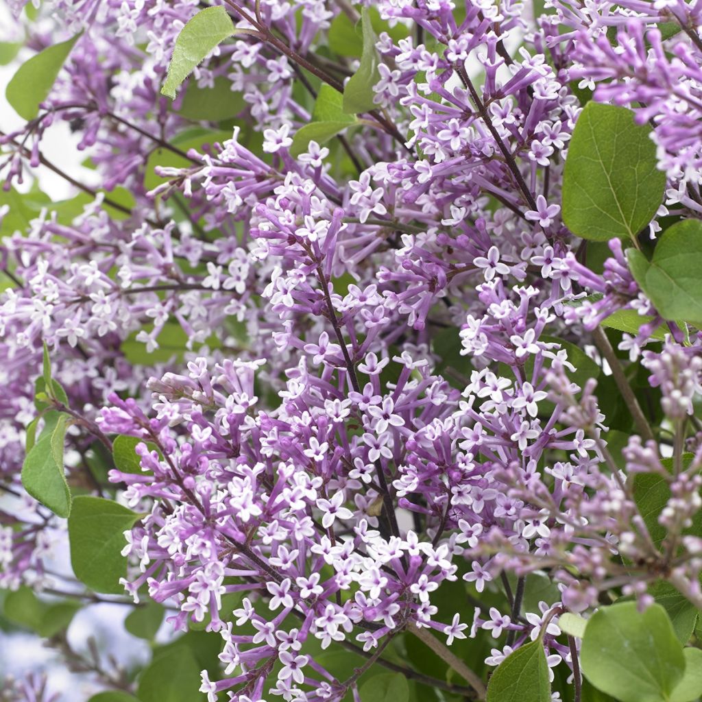 Syringa meyeri Flowerfesta Purple - Lilac