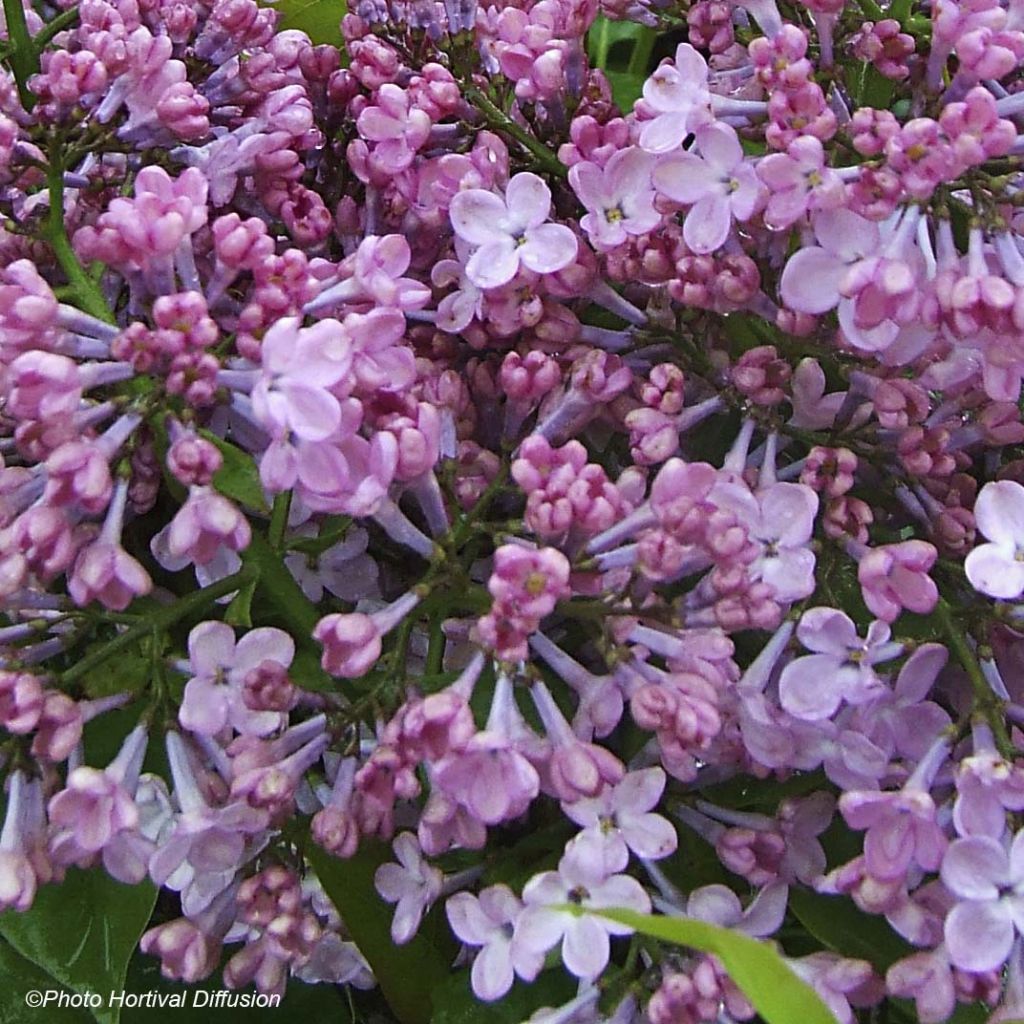 Syringa x hyacinthiflora Maidens Blush - Lilac
