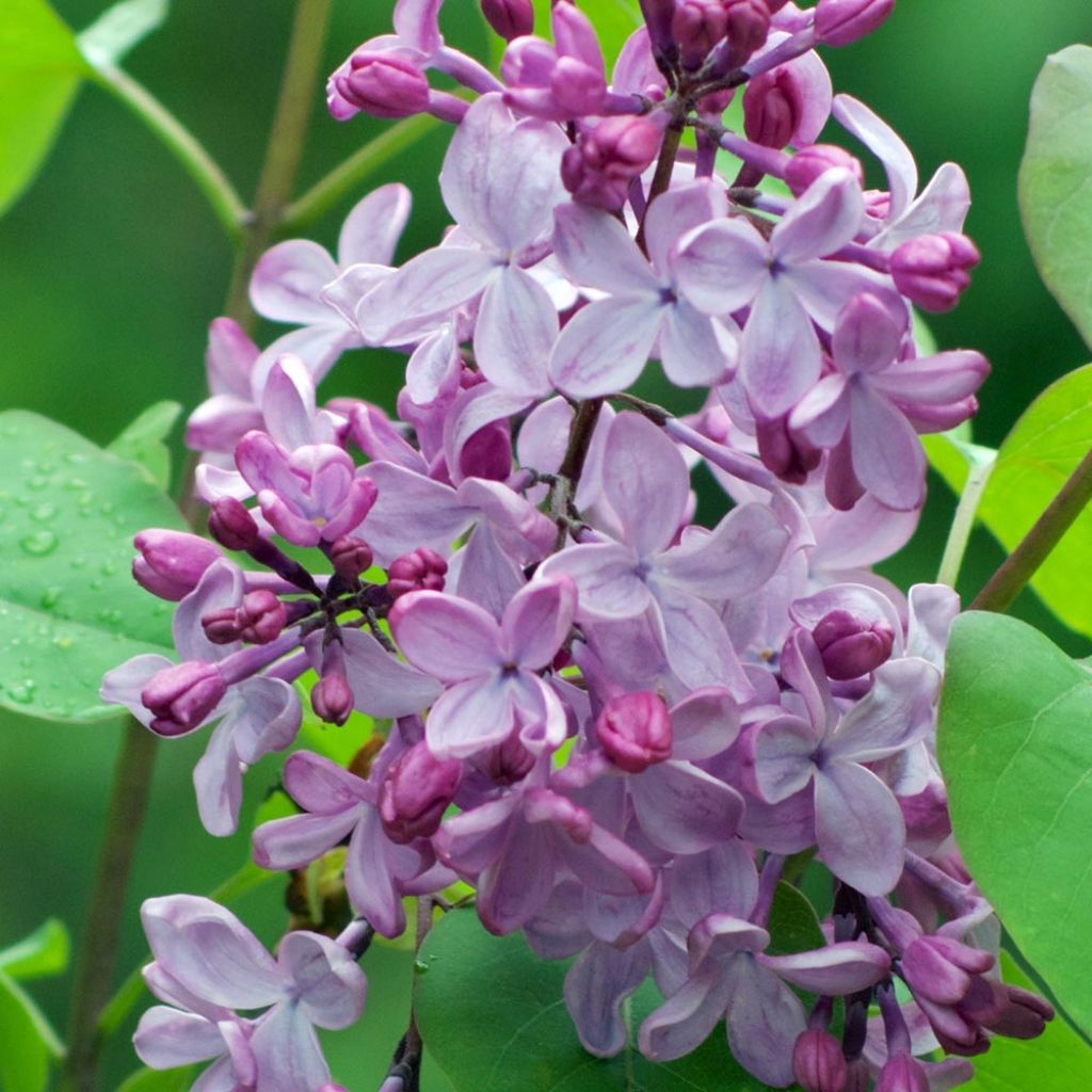 Syringa vulgaris - Common Lilac