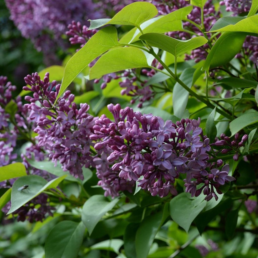 Syringa vulgaris - Common Lilac