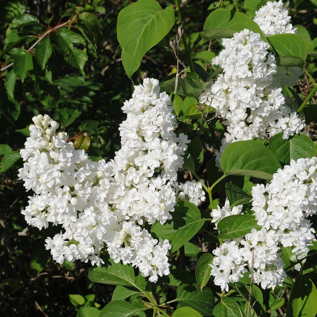 Syringa vulgaris Jeanne dArc - Common Lilac
