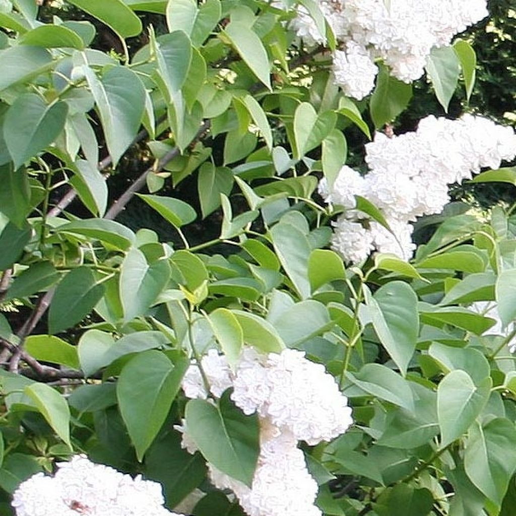 Syringa vulgaris Jeanne dArc - Common Lilac