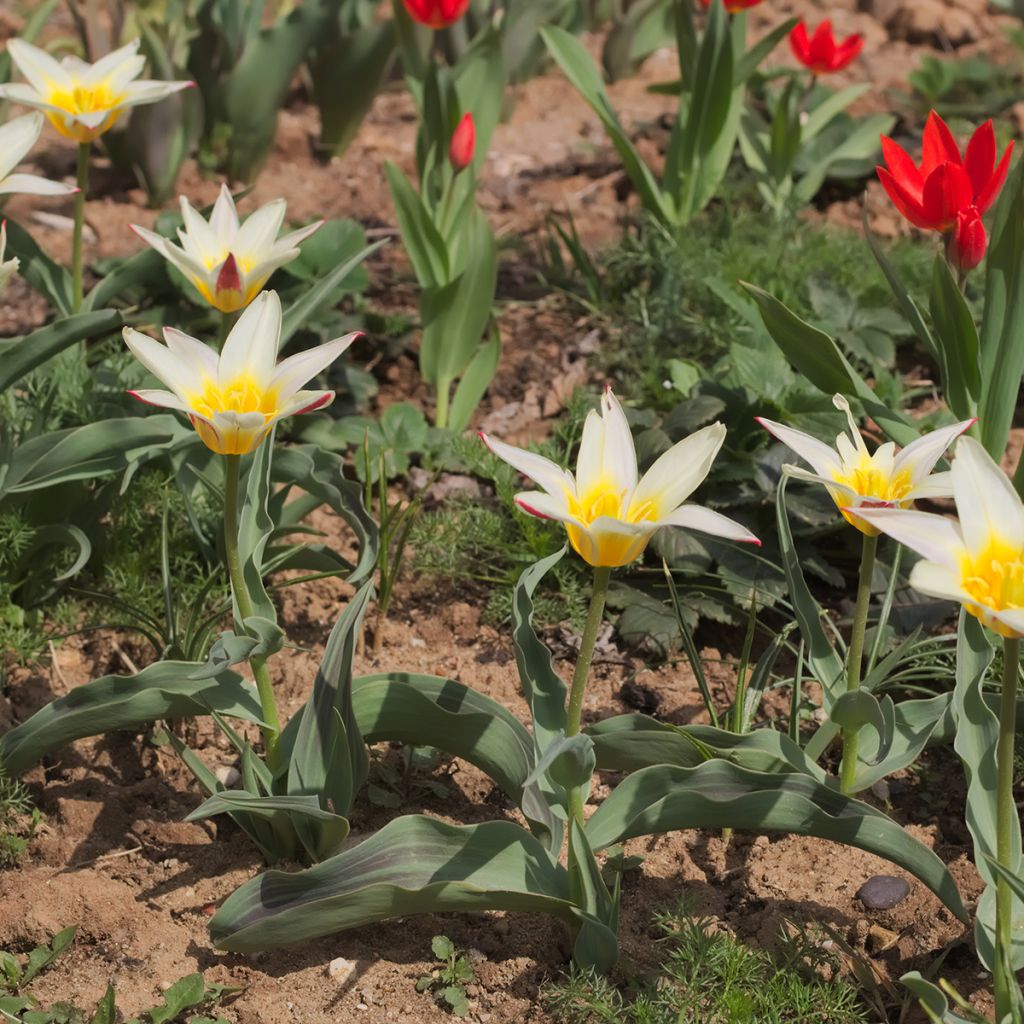 Tulipa White Fire - Tulipe botanique greigii, Tulipe de Greig