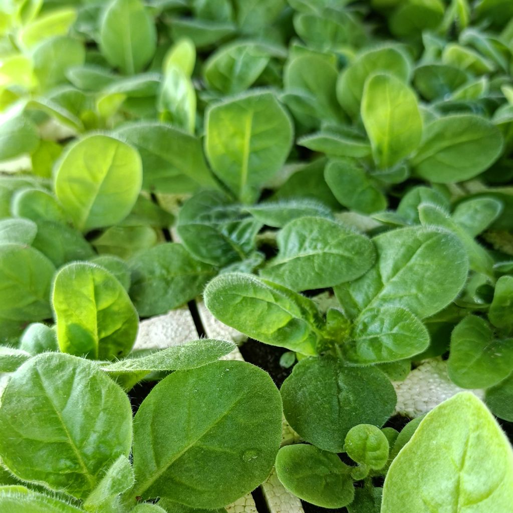 Nicotiana Perfume F1 Mix - Ornamental tobacco