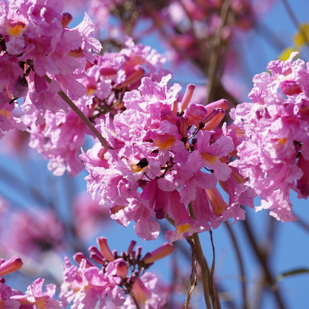 Tabebuia impetiginosa - Pink trumpet tree