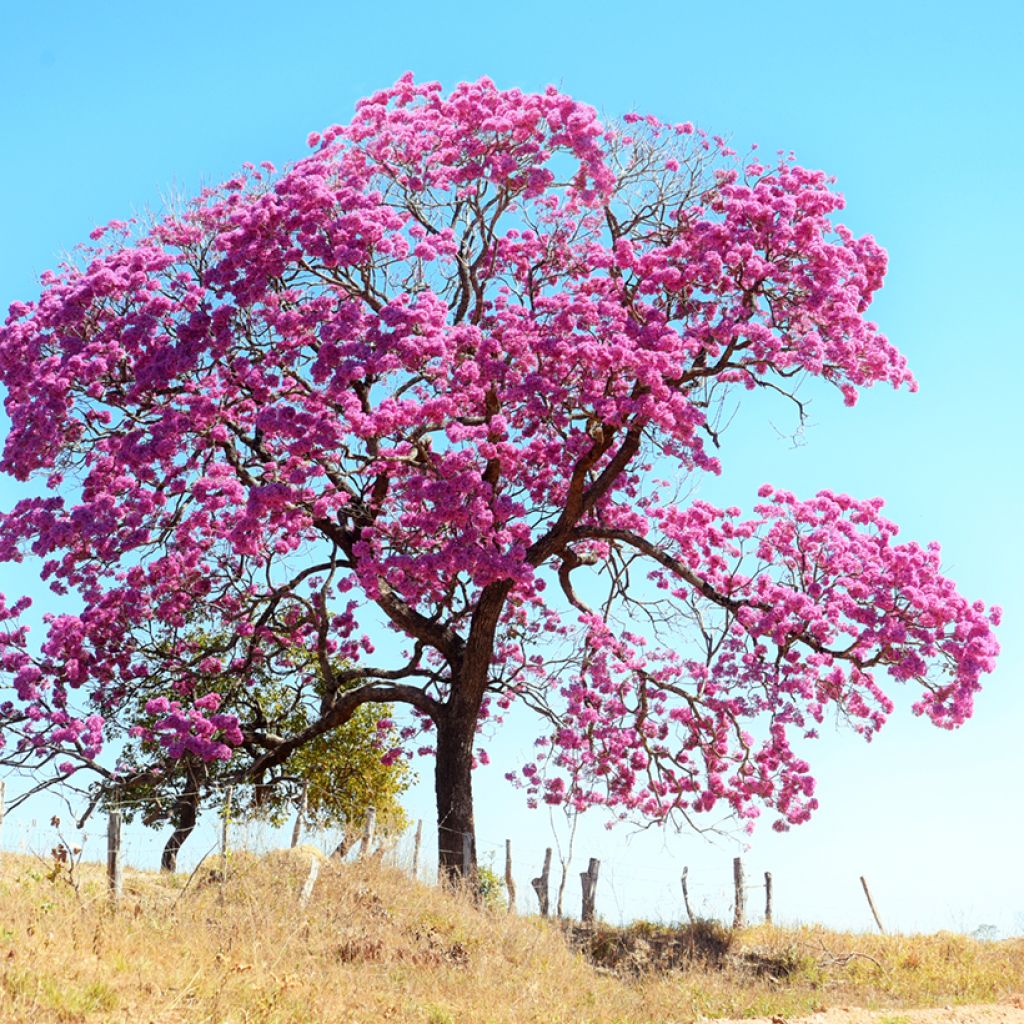 Tabebuia impetiginosa - Pink trumpet tree