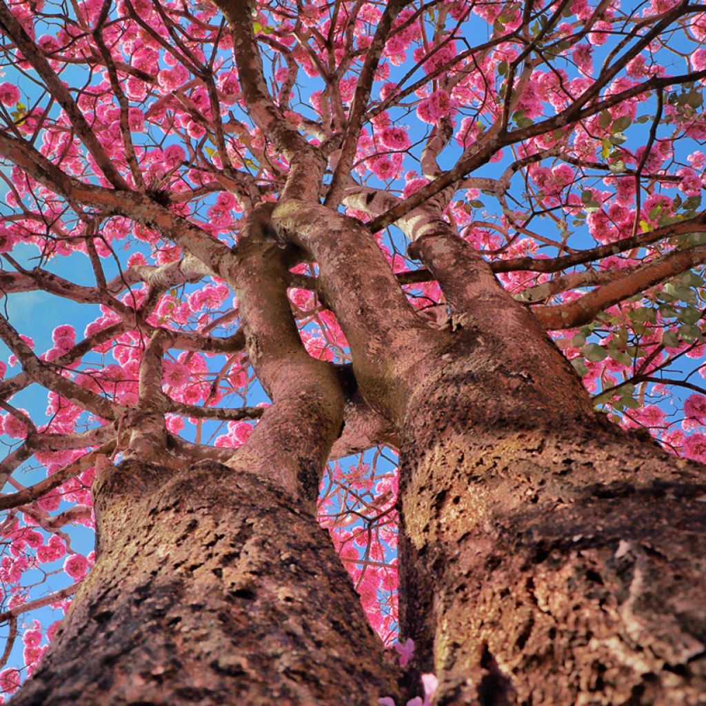 Tabebuia impetiginosa - Pink trumpet tree