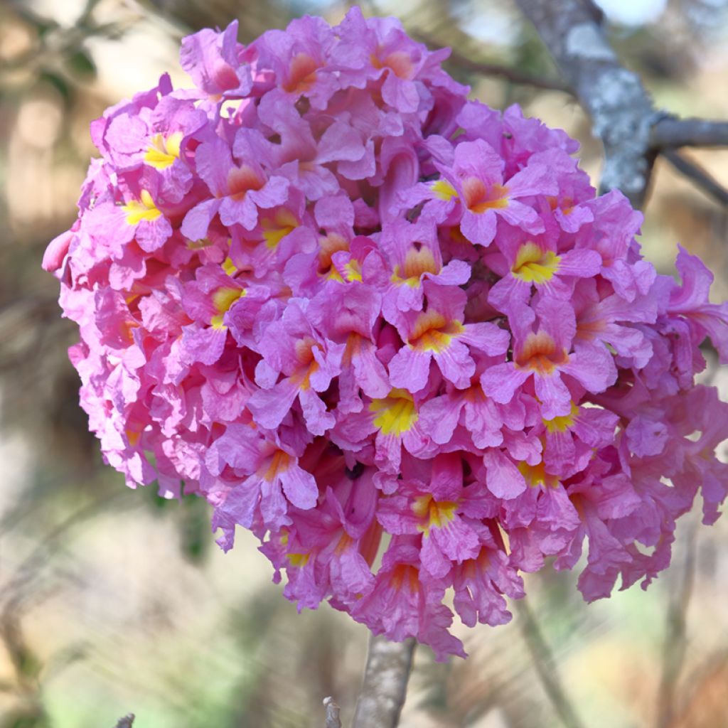 Tabebuia impetiginosa - Pink trumpet tree