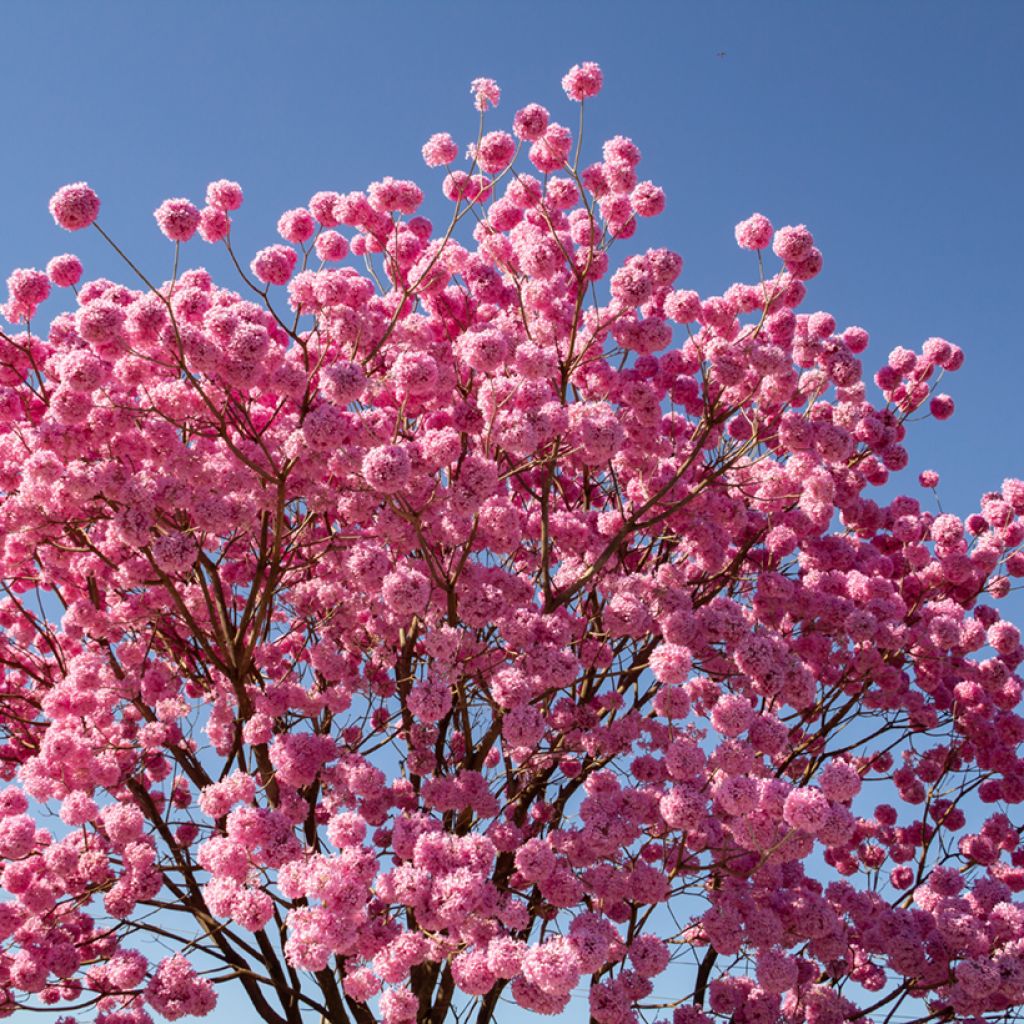 Tabebuia impetiginosa - Pink trumpet tree