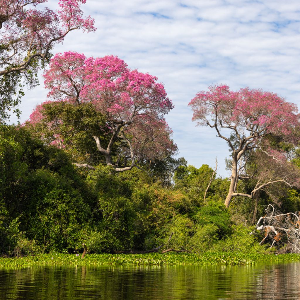 Tabebuia impetiginosa - Pink trumpet tree