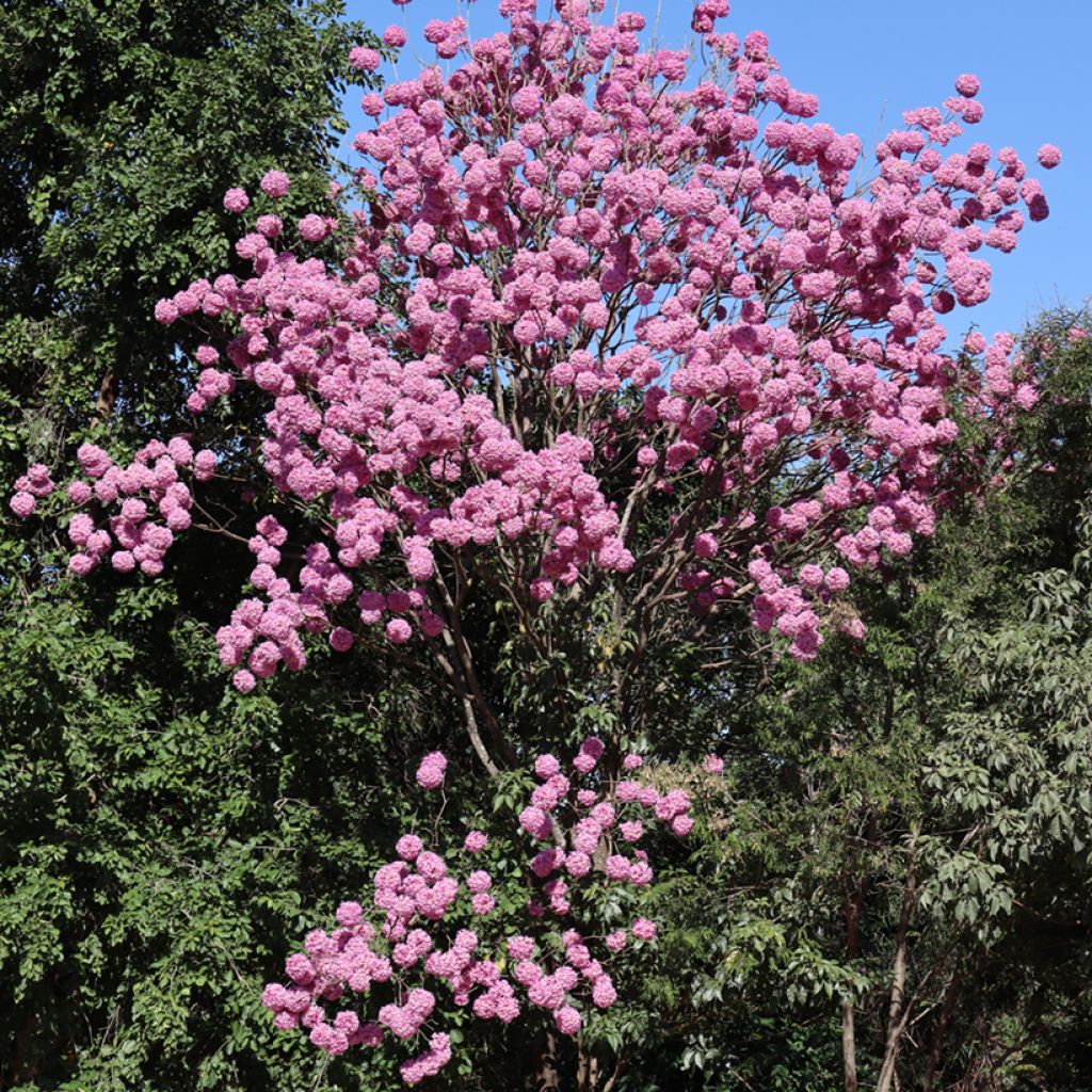 Tabebuia impetiginosa - Pink trumpet tree