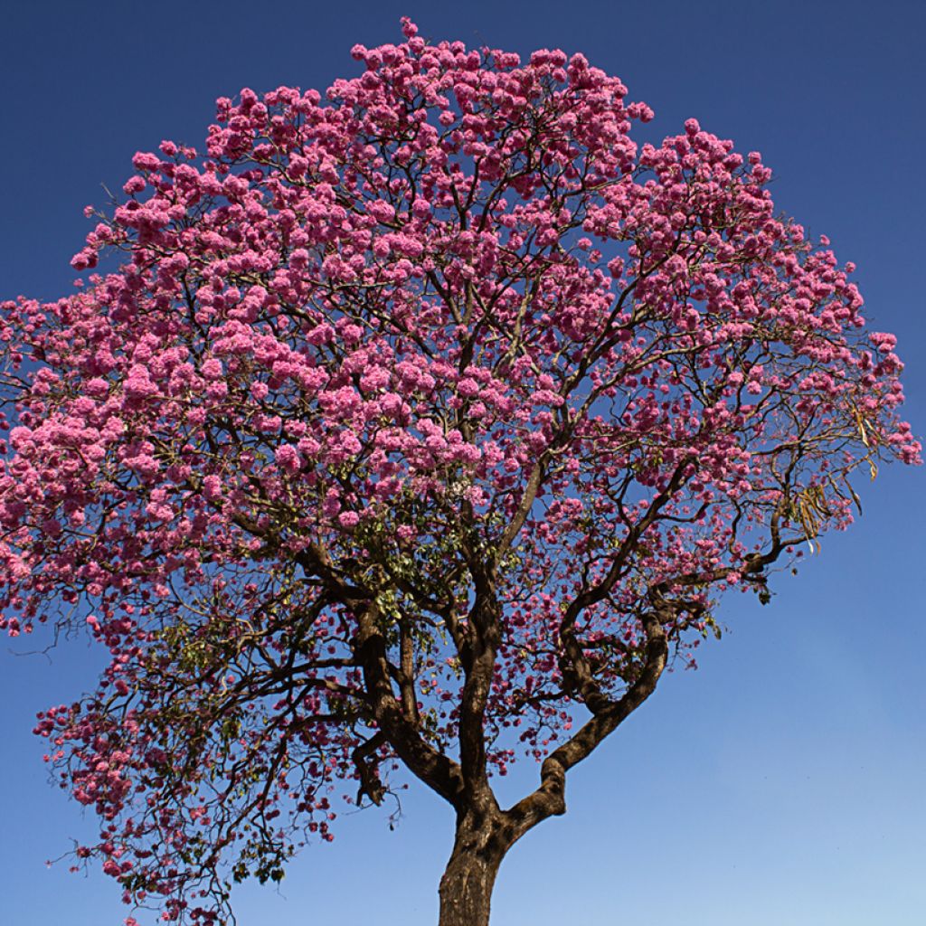 Tabebuia impetiginosa - Pink trumpet tree