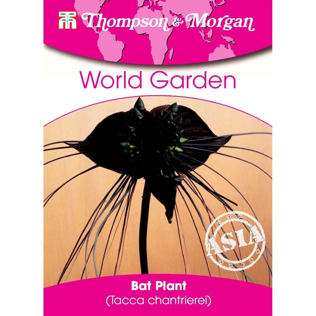 Tacca chantrieri Seeds - Bat plant