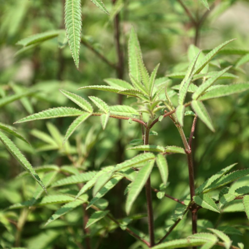Tagetes lemmonii - Mexican Marigold