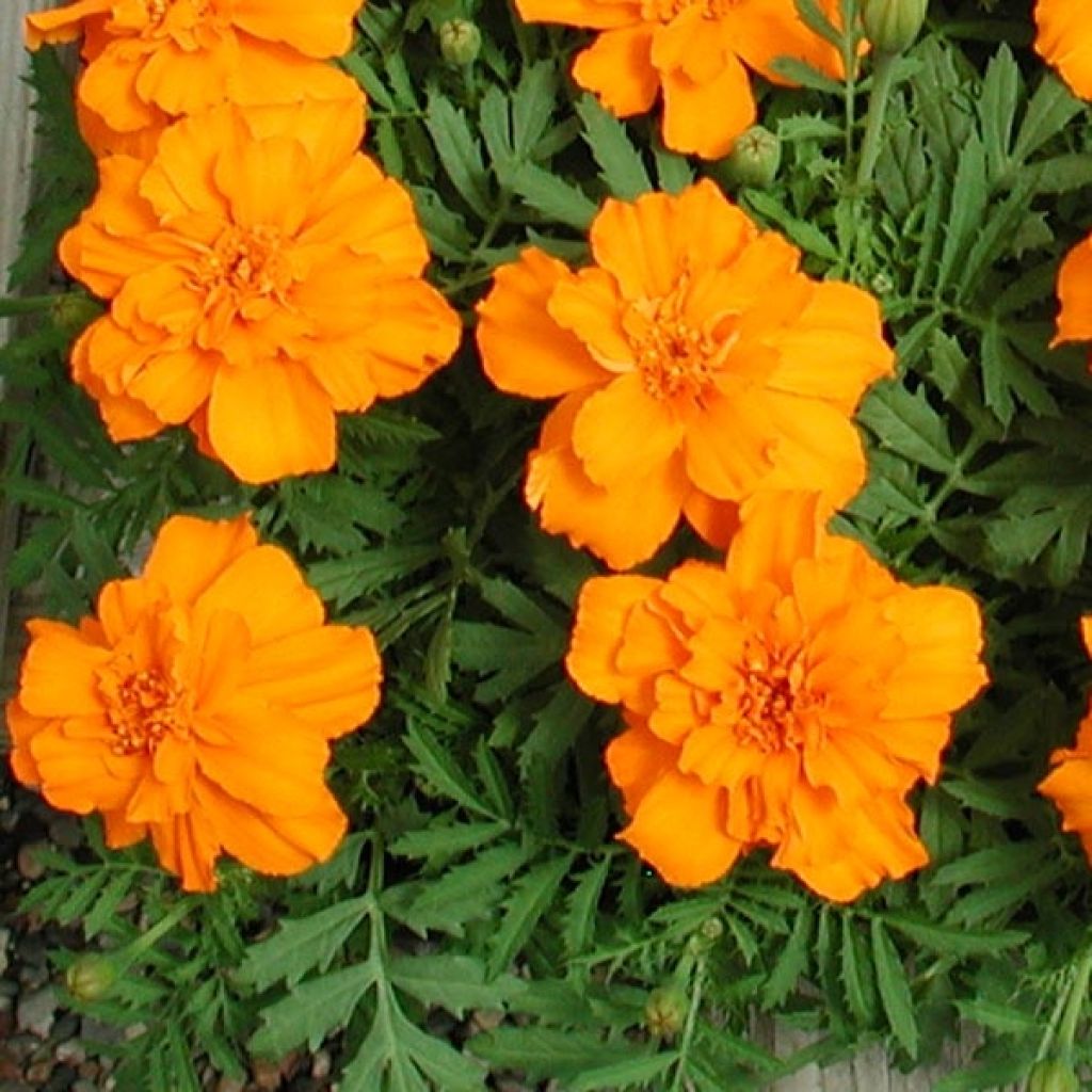 Tagetes patula Queen Orange