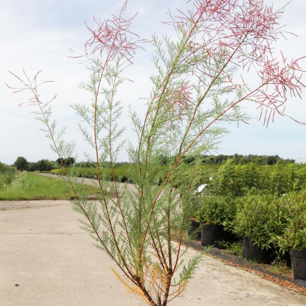 Tamarix ramosissima Rubra