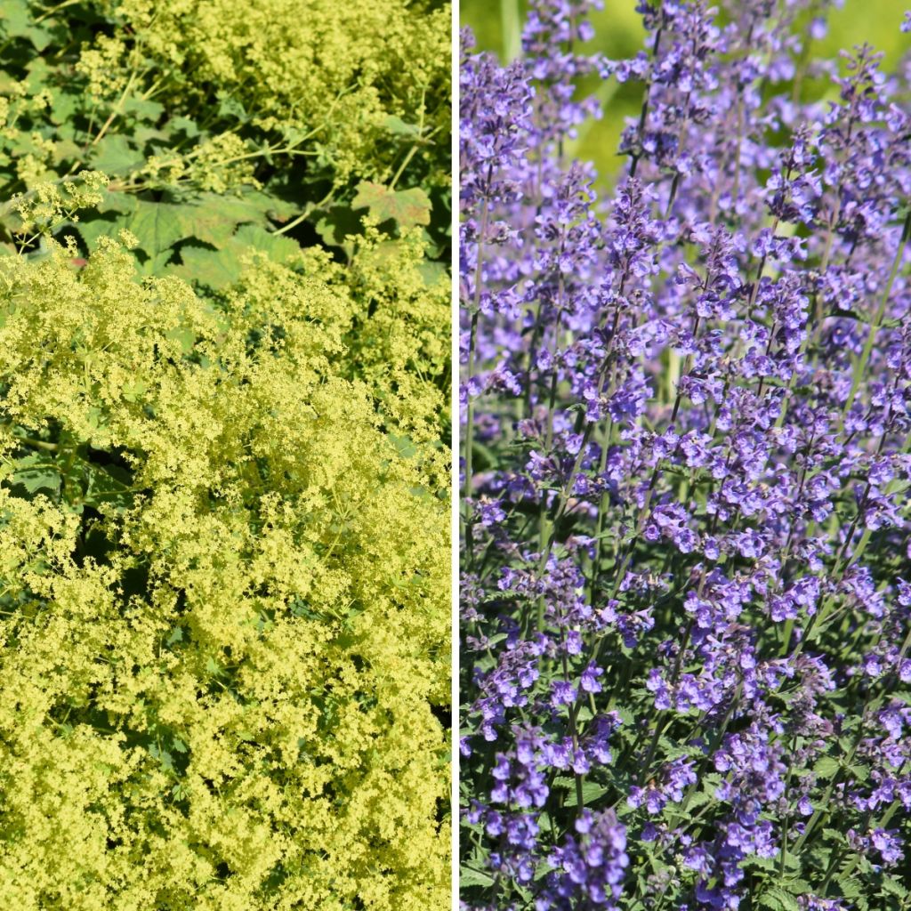 Yellow and Blue Carpet – Lady's Mantle and Catmints
