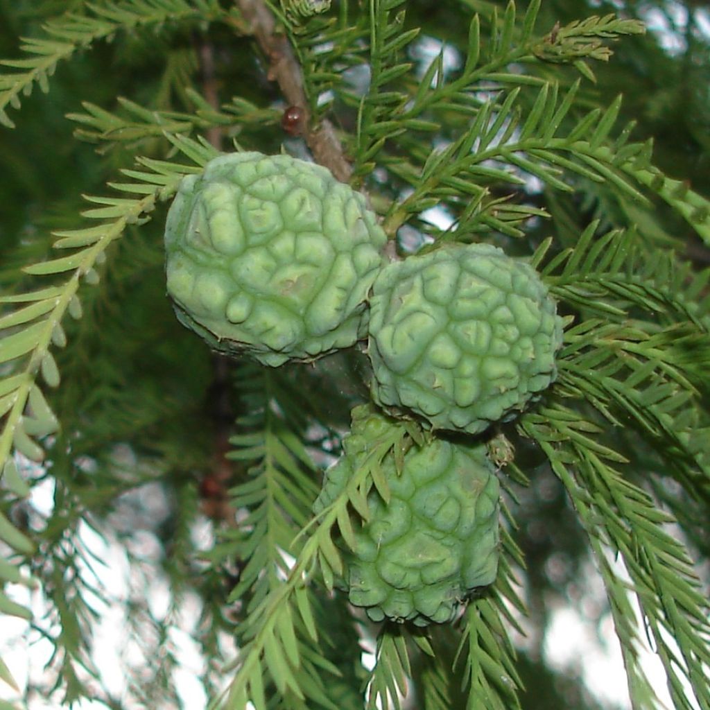 Taxodium distichum - Swamp cypress