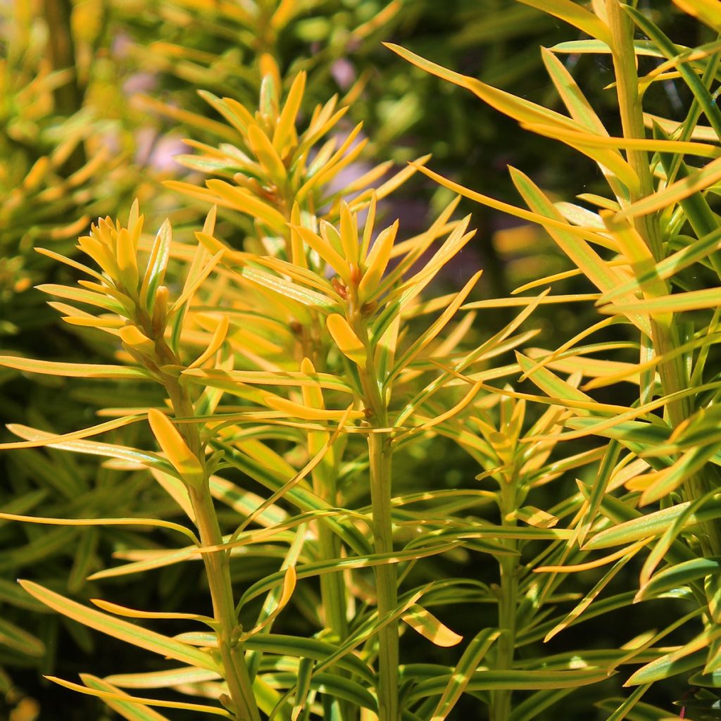 Taxus baccata Kupfergold - Yew